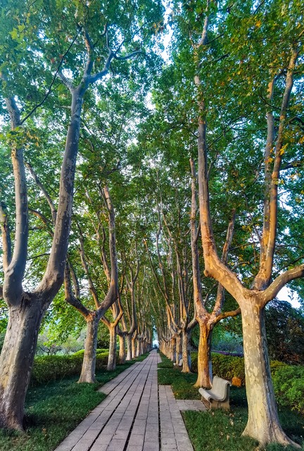 南京植物园在哪里？探秘这座植物王国的奥秘，带你走进自然的怀抱