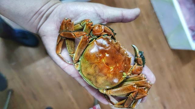 怎么挑螃蟹公母？教你几招，轻松分辨，保证让你成为餐桌上的识蟹达人！