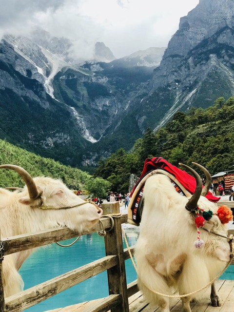 陪父母云南旅游：一场说走就走的心灵之旅，让爱与美景同行，见证那些未曾言说的感动