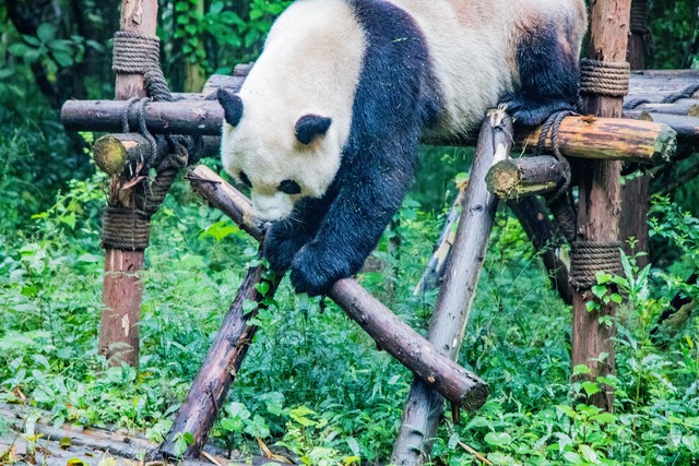 成都动物园在哪里？探秘这座充满生机的动物乐园，带你领略不一样的自然之美