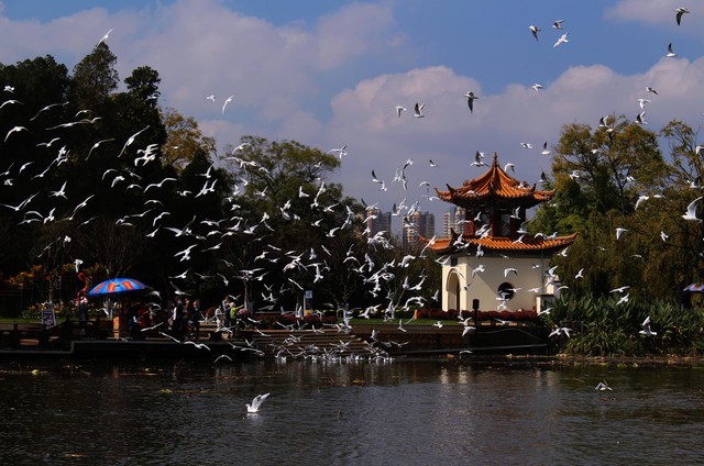 百色到昆明旅游团：一场说走就走的冒险，带你领略西南边陲的魅力与风情