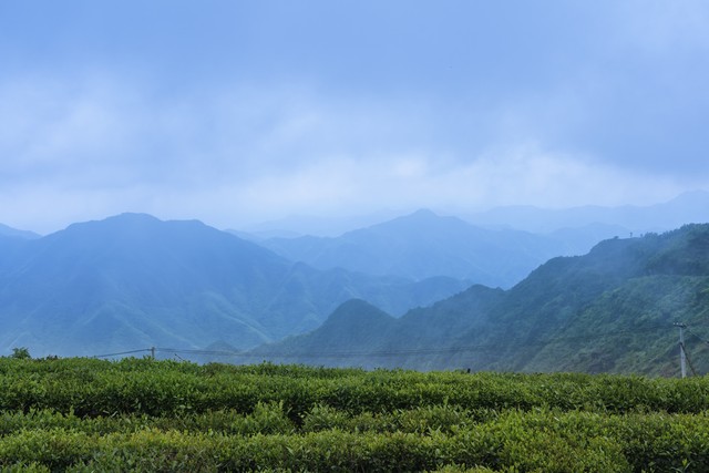 安顶山在哪里？杭州富阳的云雾茶香中藏着一段段动人的故事，等你来发现