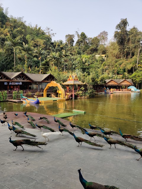 云南芒市旅游景点大全：探索孔雀之乡的隐世之美，开启一段惊喜连连的旅程