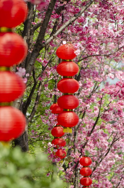 昆明春节旅游酒店价格大揭秘，你准备好了吗？
