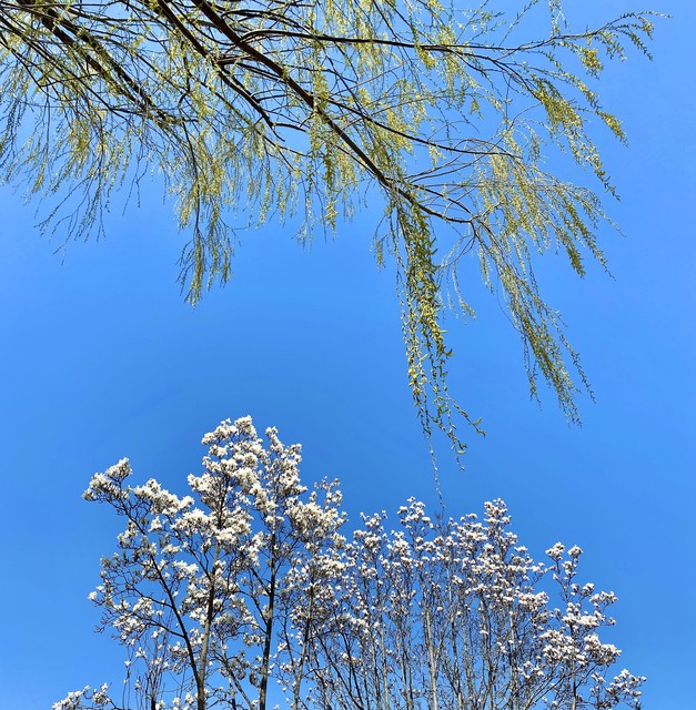 丽江3月份去，一场春日里的浪漫邂逅：从古城到雪山，探索最真实的纳西风情，感受大自然赋予的宁静与壮丽