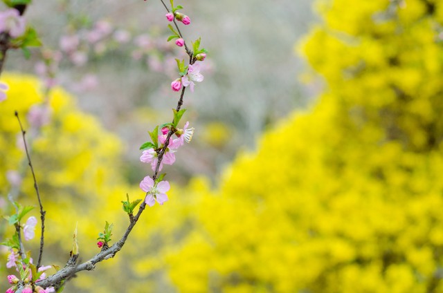 去云南旅游的疫情：春暖花开，云南旅游如何在疫情中绽放新活力，成为全国游客心中的向往之地？