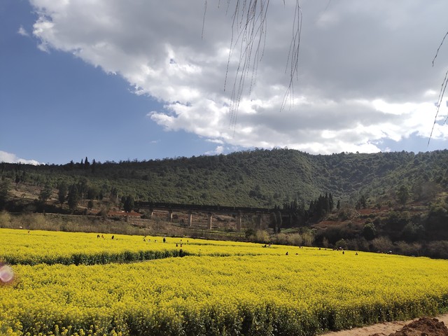 3月末云南旅游攻略：春意盎然，探索彩云之南的魅力，体验不一样的春日之旅