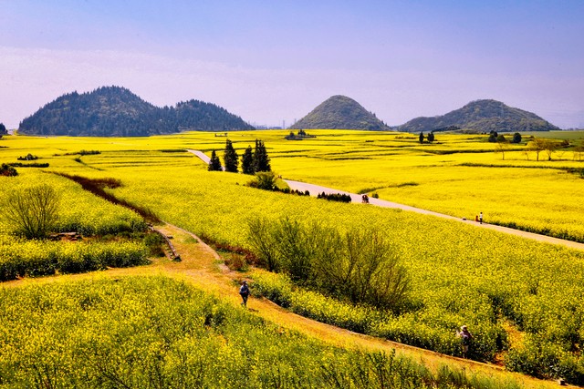 当云南罗平有啥旅游景点遇上春日油菜花海，那是怎样一幅令人心驰神往的画卷？