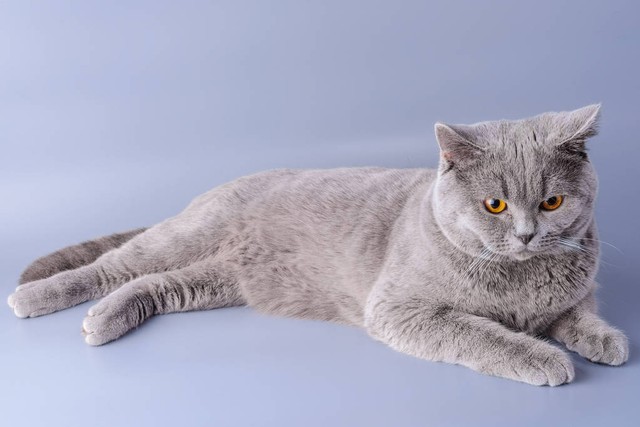 为什么叫猫不闻饺子？这名字背后的故事真让人捧腹