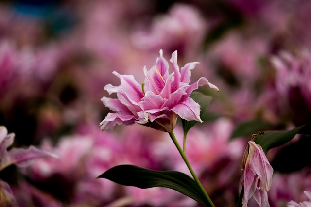 漫花庄园如何从一片荒地变成成都人心中的“花花世界”？