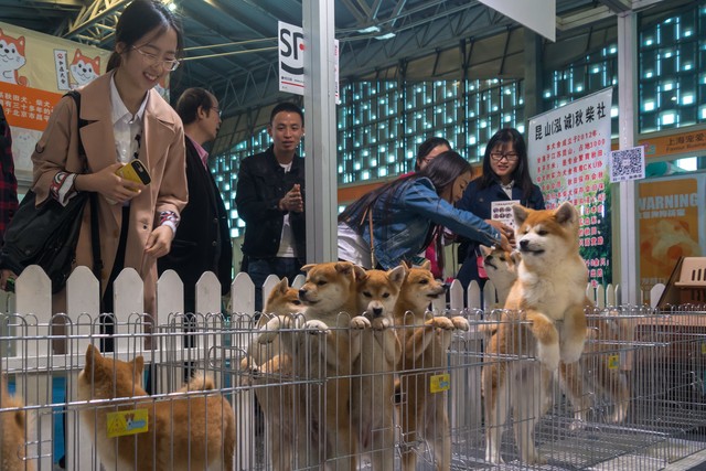 宠物市场在哪里？发现你身边的宠物经济新天地