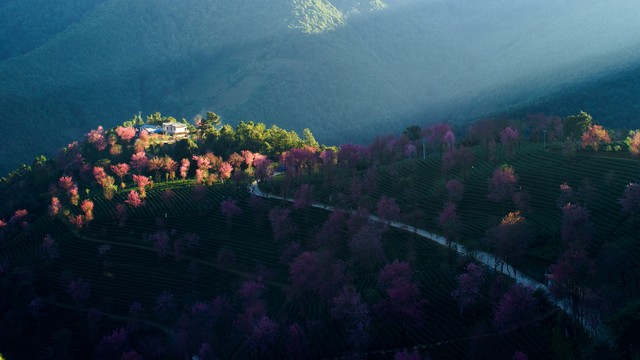 云南旅游大理樱花：当寒冬遇见春天，无量山樱花谷绽放出最浪漫的冬日奇迹