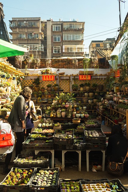 昆明花鸟市场在哪里：穿越时光的老街巷，承载几代人的回忆与梦想