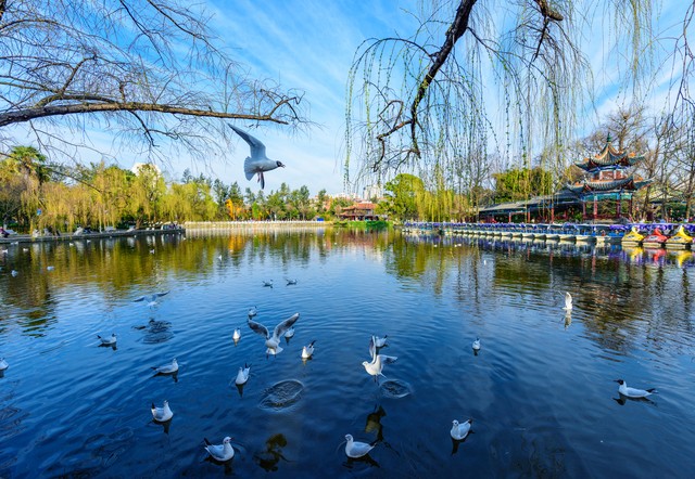 昆明市旅游线路推荐：从翠湖公园到石林，再到滇池畔的浪漫日落，一场说走就走的春城之旅