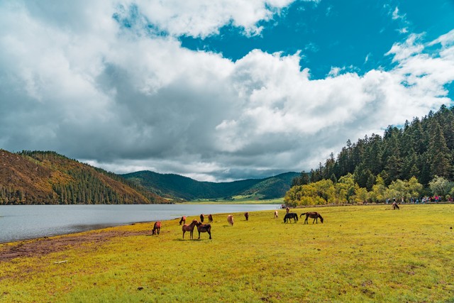 香格里拉旅游计划怎么写：从心动的瞬间到难忘的旅程，让梦想照进现实，打造专属于你的梦幻之旅，香格里拉等你来探索，这里有最纯粹的蓝天白云和最热情的民族风情，不容错过的旅行攻略就在眼前