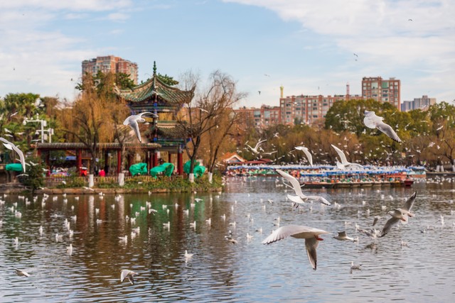 昆明冬季旅游：在春城的暖阳下，与红嘴鸥共度难忘时光，体验四季如春的独特魅力，探索石林奇观、泡温泉放松身心，感受少数民族风情
