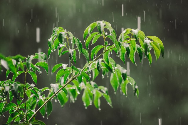 今年黄梅天什么时候？上海6月19日正式入梅，7月4日出梅，你准备好迎接这场“湿漉漉”的挑战了吗？
