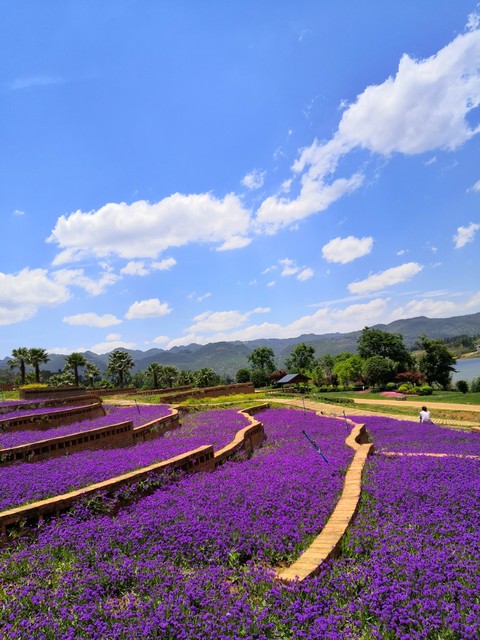 弥勒花语牧场：四季花开，美景如画，带给你不一样的乡村风情体验