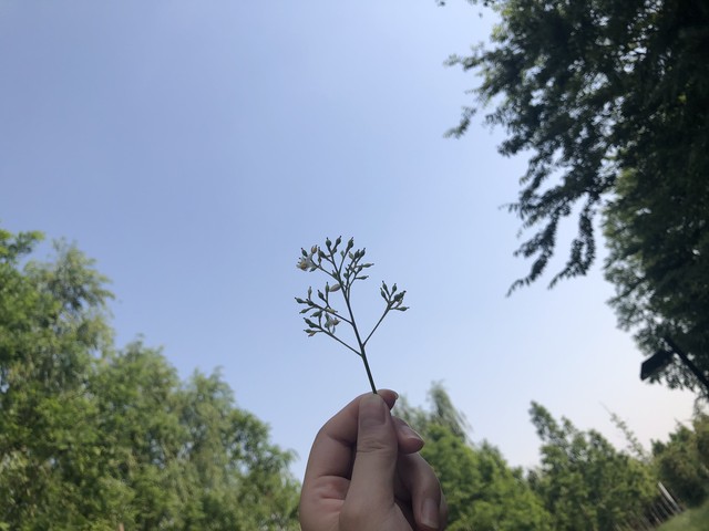 去云南旅游要求去花市，体验云南的独特魅力，你准备好迎接这场色彩斑斓的旅程了吗？